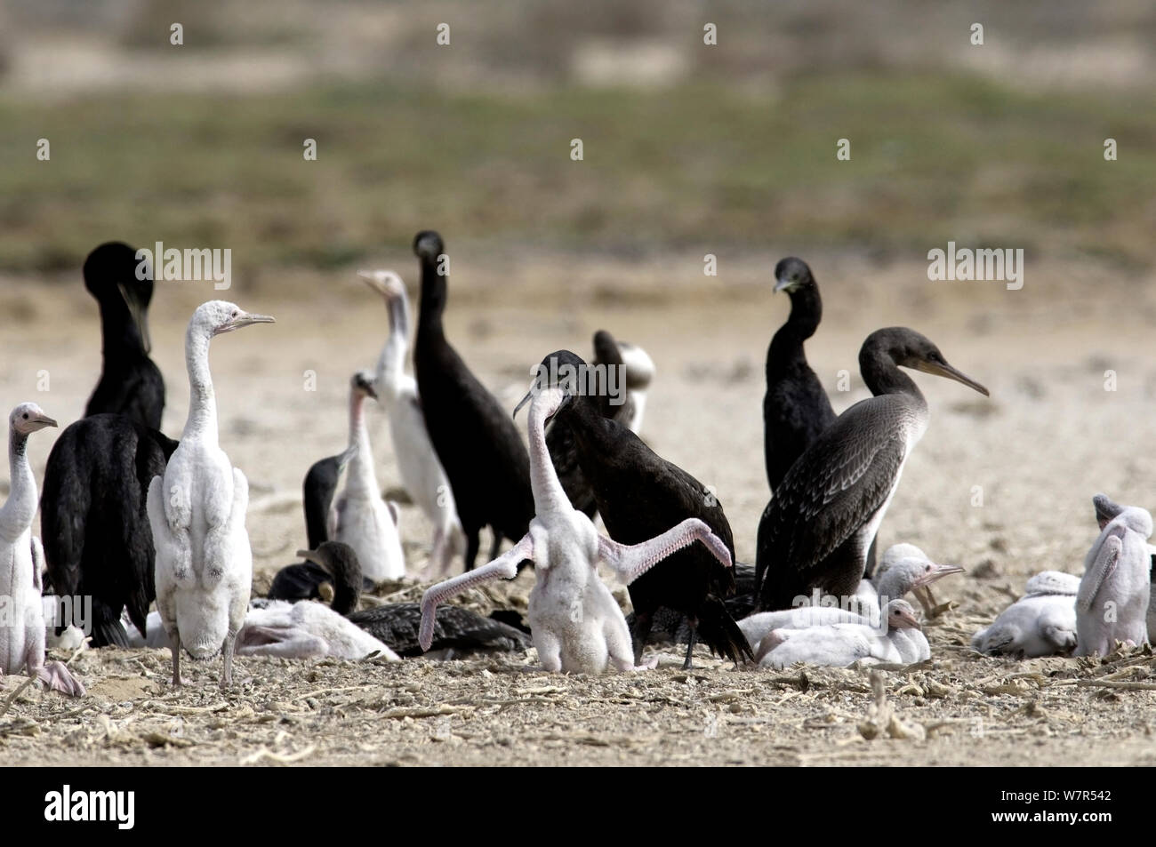 Socotra Cormorant (Phalacrocorax nigrogularis) Adults feeding fledgling in colony. Saudi Arabia - Arabian Gulf. Stock Photo