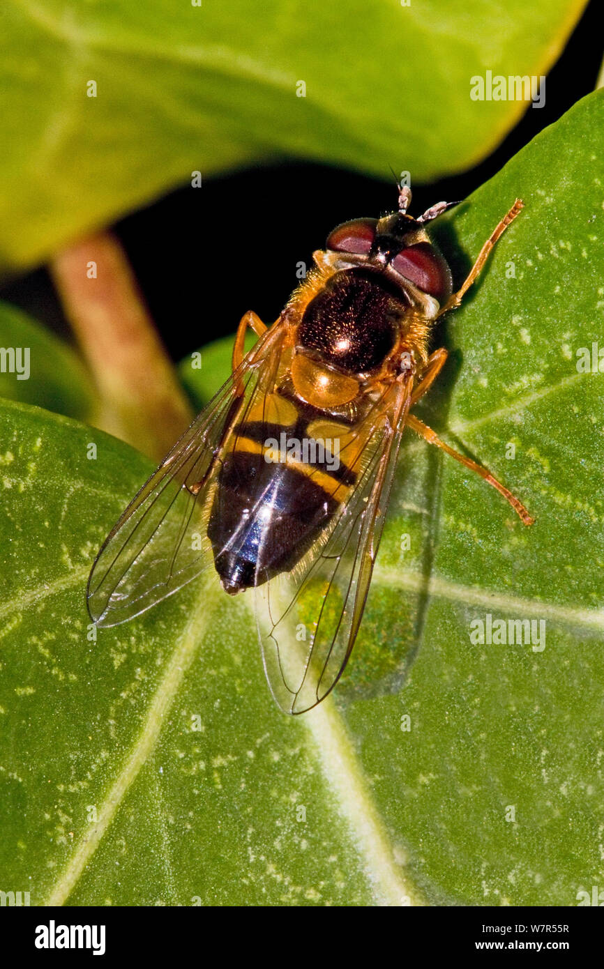 Hoverfly (Epistrophe elegans) Lewisham, London, April Stock Photo