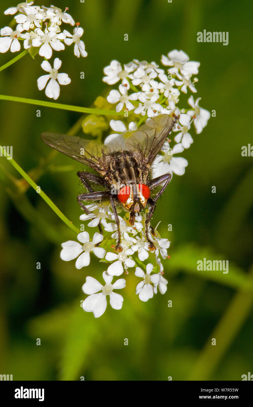 Flesh-fly (Sarcophaga sp) feeding on umbellifer, Lewisham, London, May Stock Photo