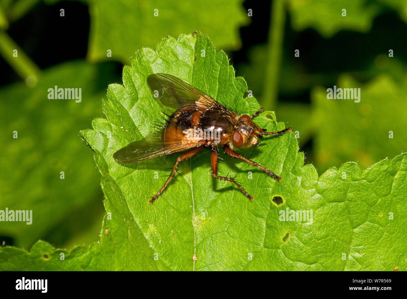 Tachinid fly (Tachina fera) Lewisham, London Stock Photo - Alamy