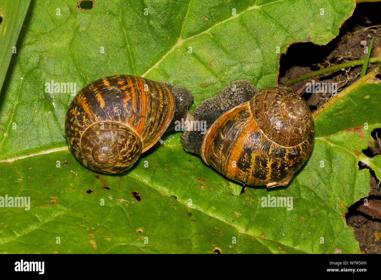 Garden Snails mating (Helix aspersa) Lewisham, London, May Stock Photo