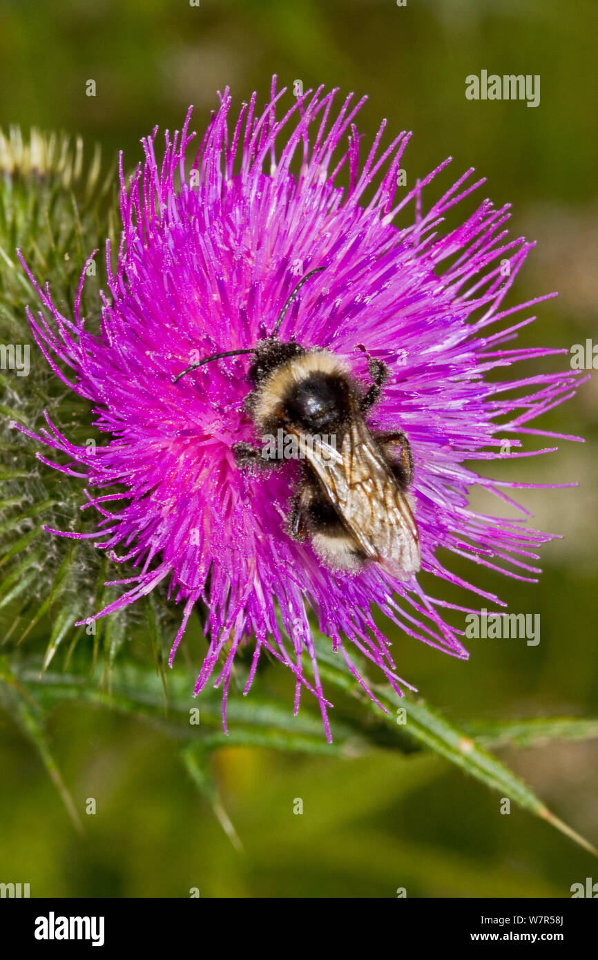Cuckoo Bee (Bombus vestalis) covered in pollen, on thistle, Lewisham, London, July Stock Photo