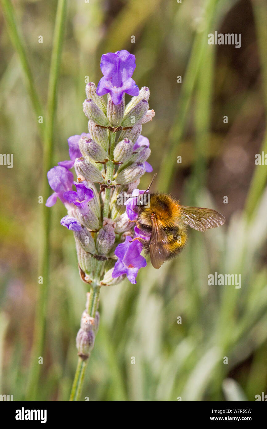 Common Carder Bumblebee (Bombus pascuorum) feeding on lavender Lewisham, London, August Stock Photo
