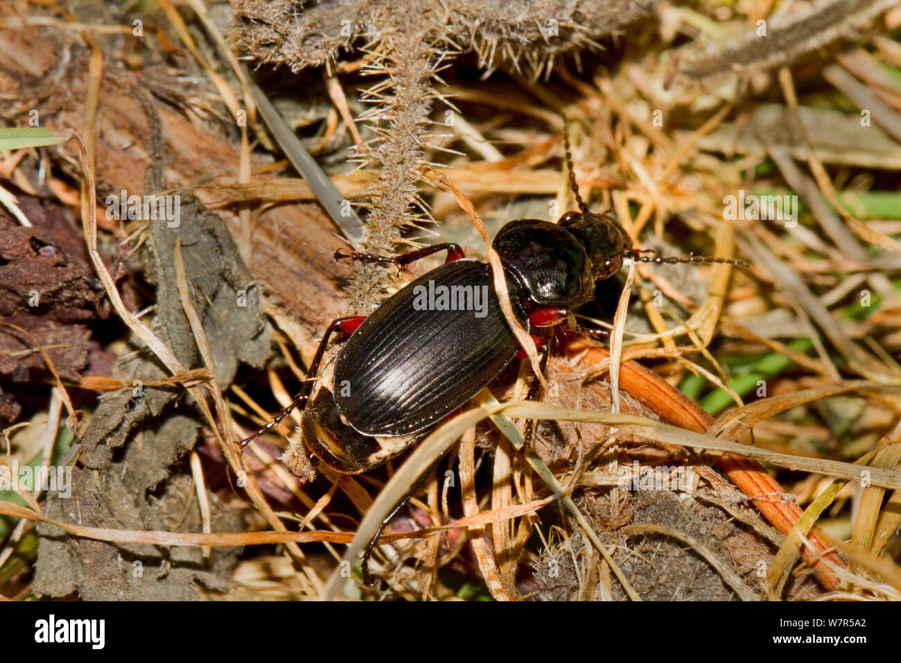 Black clock beetle uk hires stock photography and images Alamy
