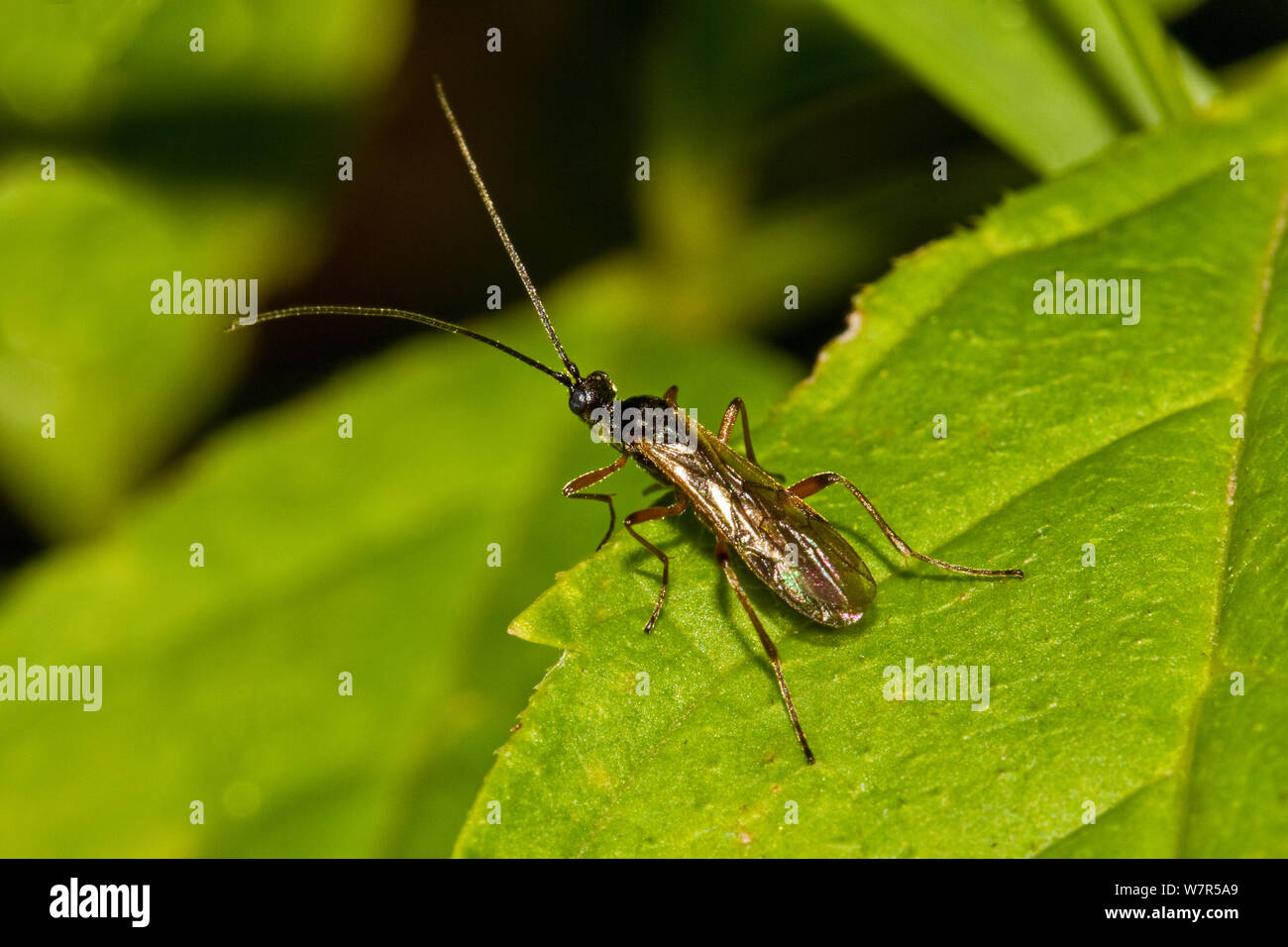 Parasitic Ichneumon (Ichneumonidae) Lewisham, London, August Stock Photo