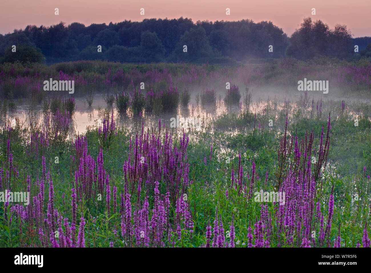 Wetland area with Purple Loosestrife (Lythrum salicaria) Meinerswijk near Arnhem, the Netherlands, on a summer evening, August 2007 Stock Photo