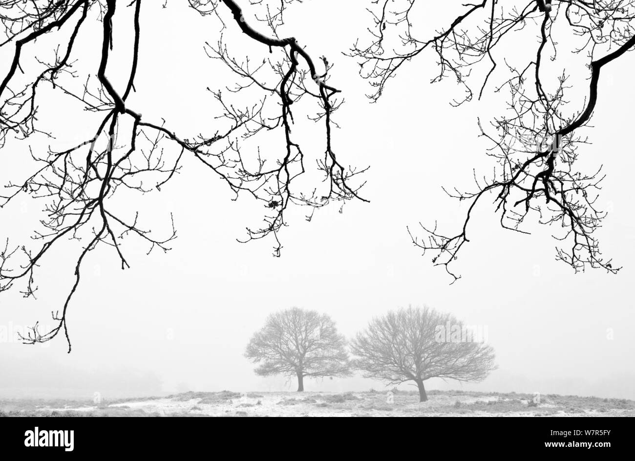 Winter landscape with fog and snow, Deelerwoud (Veluwe), the Netherlands,  December 2008 Stock Photo