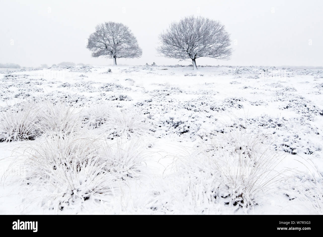 Wintery landscape Deelerwoud (Veluwe), the Netherlands, December 2010 Stock Photo