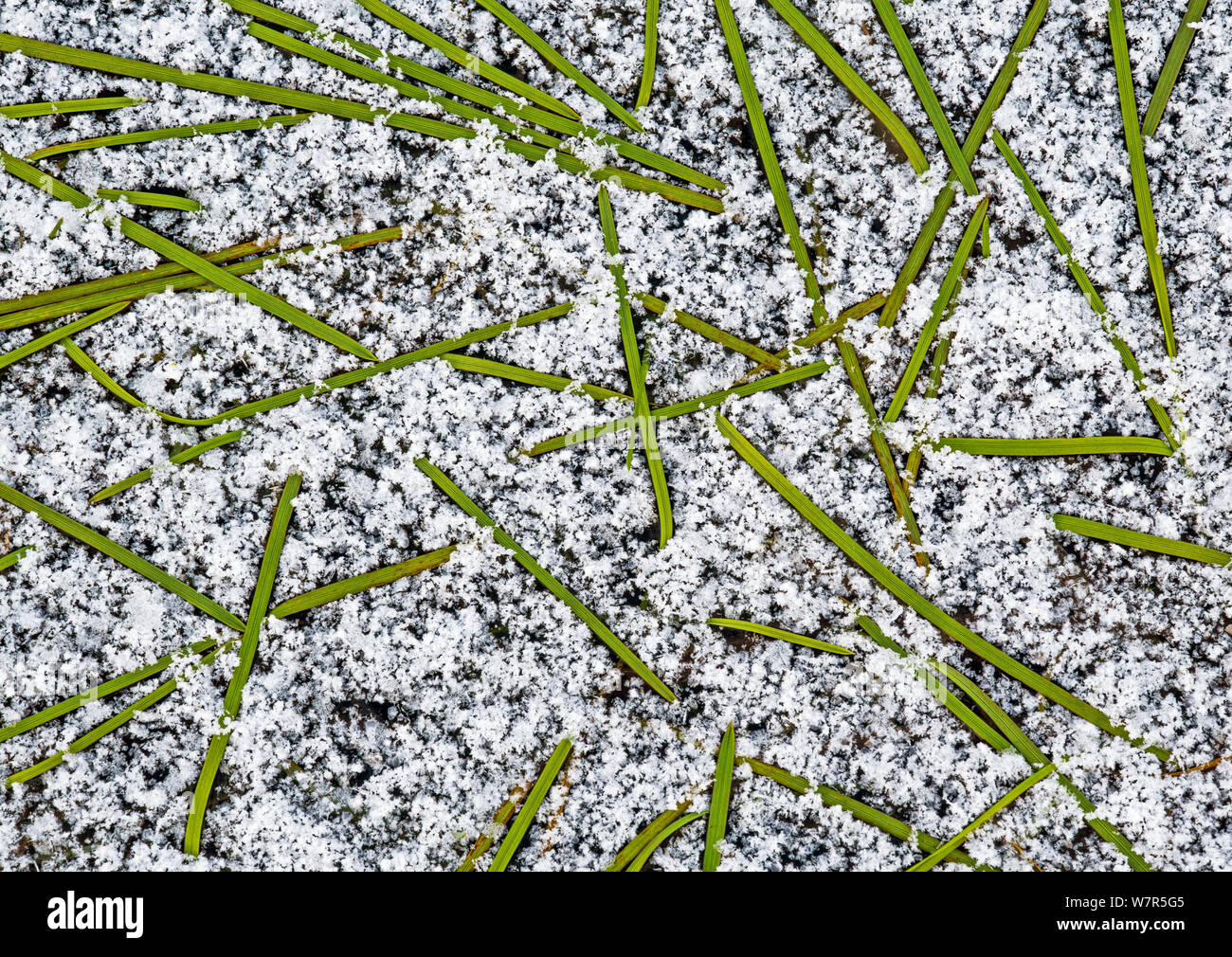 Floating Sweetgrass (Glyceria fluitans) captured in the ice of a small fen in nature area Deeler Woud Nature Reserve, the Netherlands, January Stock Photo