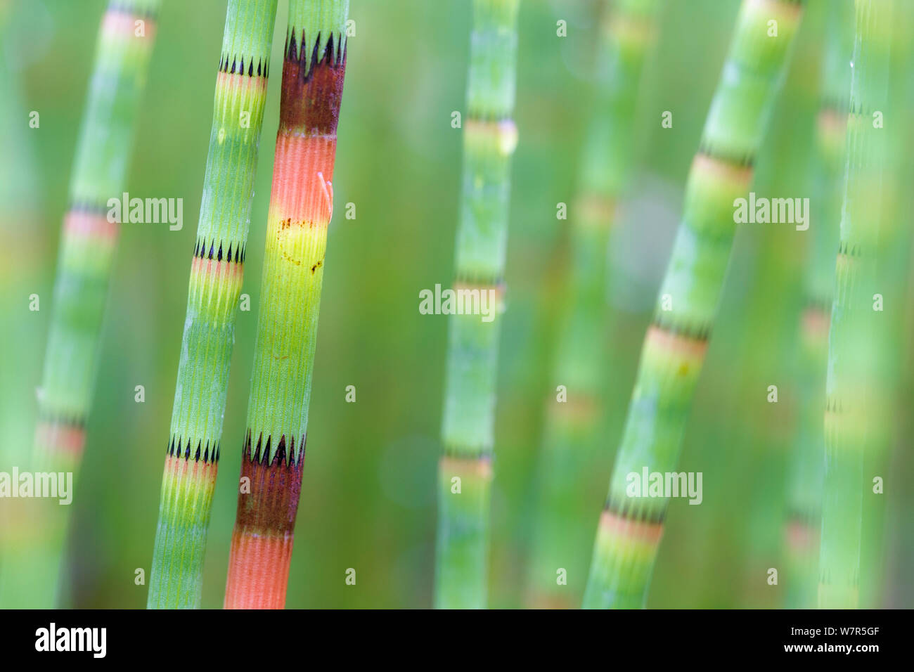 Water horsetail (Equisetum fluviatile) close-up, De Bruuk, the Netherlands, May Stock Photo