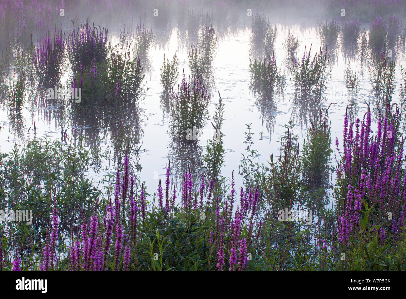Purple loosestrife (Lythrum salicaria) flower in the water, Meinerswijk, the Netherlands, August 2007 Stock Photo