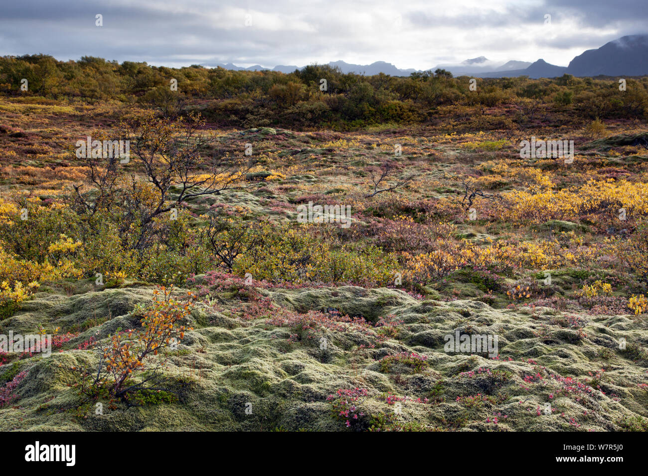 Autumn landscape in shrubland, Thingvellir valley, Iceland, September 2009 Stock Photo