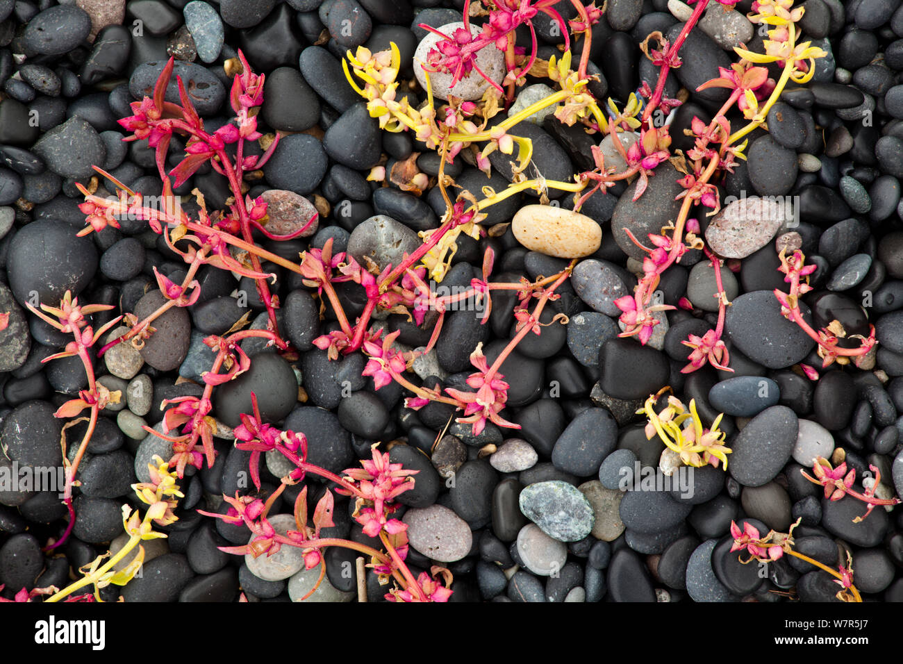 Sea sandwort (Honckenya) in autumn colours, Hvalnes, Iceland, September 2009 Stock Photo