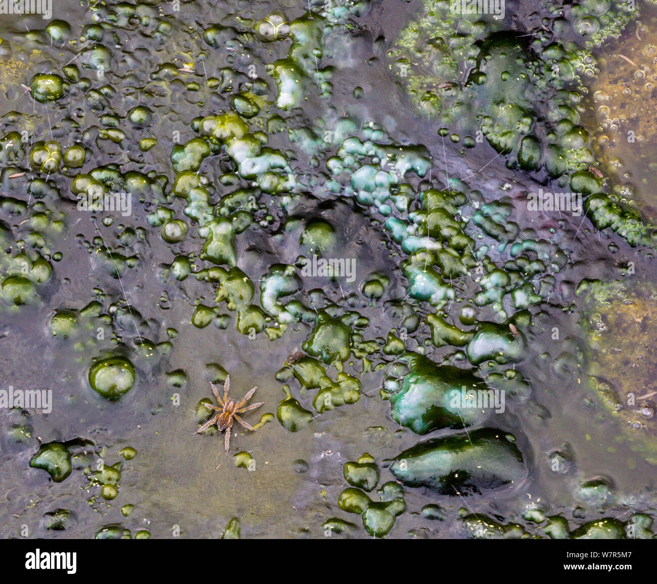 Archnid High Resolution Stock Photography and Images - Alamy
