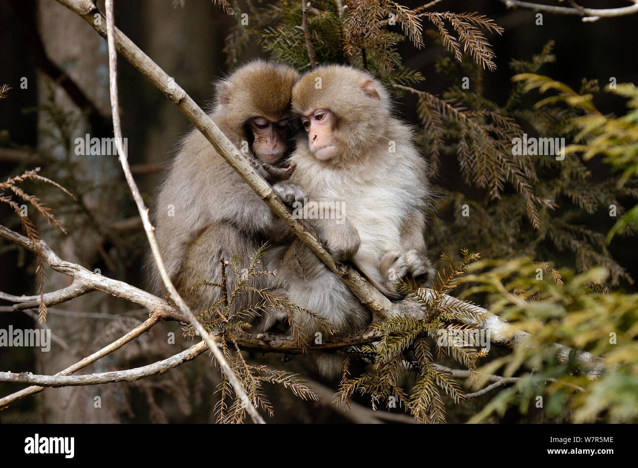 Japanese macaques (Macaca fuscata) in tree, Nikko National Park, Japan, March Stock Photo