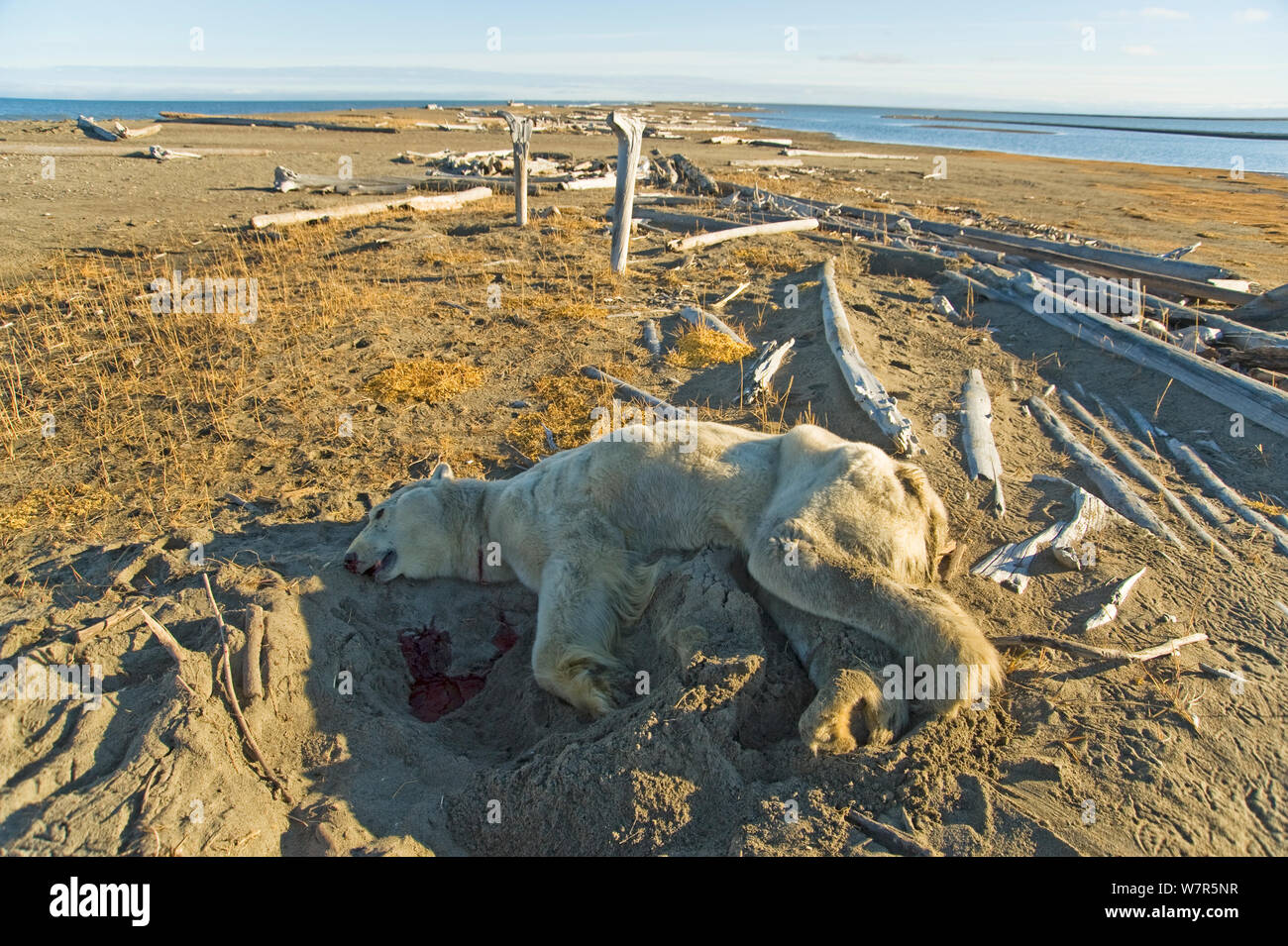 Polar bear (Ursus maritimus) deceased male found along a barrier island in autumn, Beaufort Sea, off the 1002 area of the Arctic National Wildlife Refuge, North Slope, Alaska. The bear was thin and probably died of starvation. Stock Photo