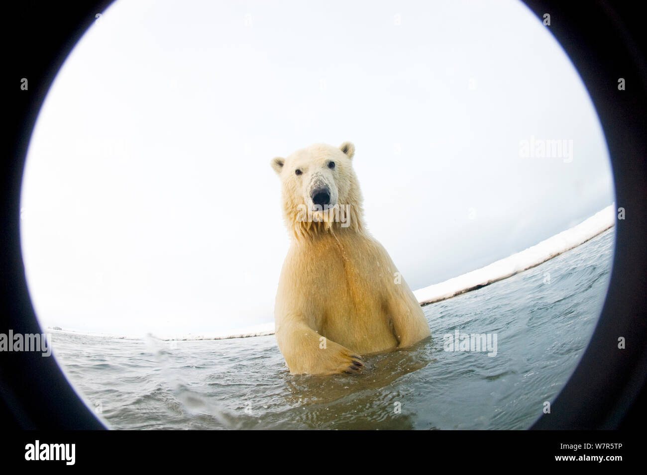 Polar bear (Ursus maritimus) curious 4-5 yearold emerges from newly forming pack ice during autumn freeze up, Beaufort Sea, off the 1002 area of the Arctic National Wildlife Refuge, North Slope, Alaska. Seen through wide angle lens with camera housing. Stock Photo