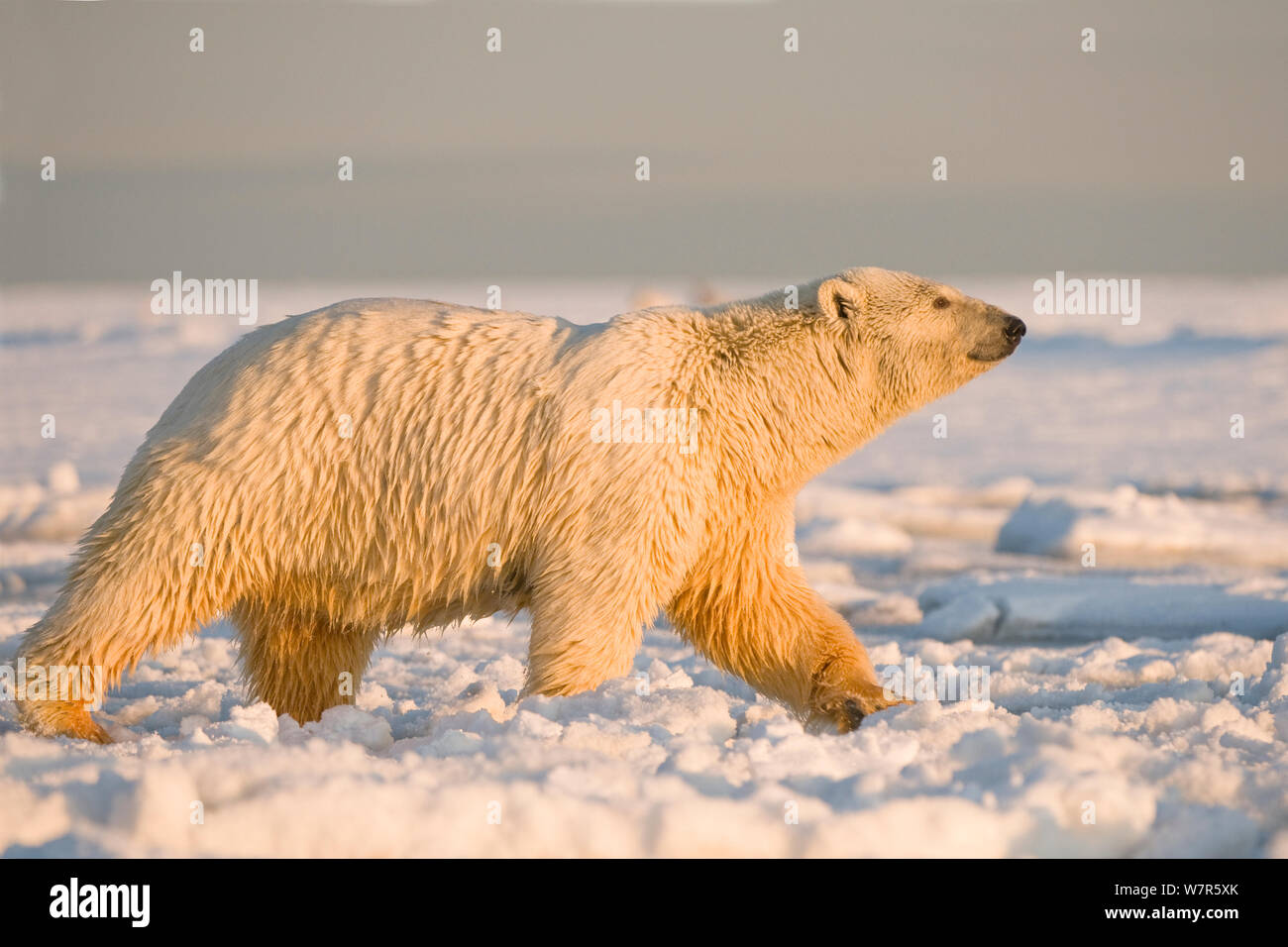 Polar bear (Ursus maritimus) female with wet matted fur walks over newly forming pack ice, Beaufort Sea, offshore from the 1002 area of the Arctic National Wildlife Refuge, Alaska. Stock Photo