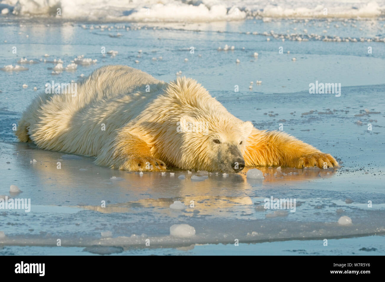 Polar bear (Ursus maritimus) juvenile spreading body weight over thin newly forming pack ice, trying not to break through, Beaufort Sea, off the 1002 area of the Arctic National Wildlife Refuge, North Slope, Alaska Stock Photo