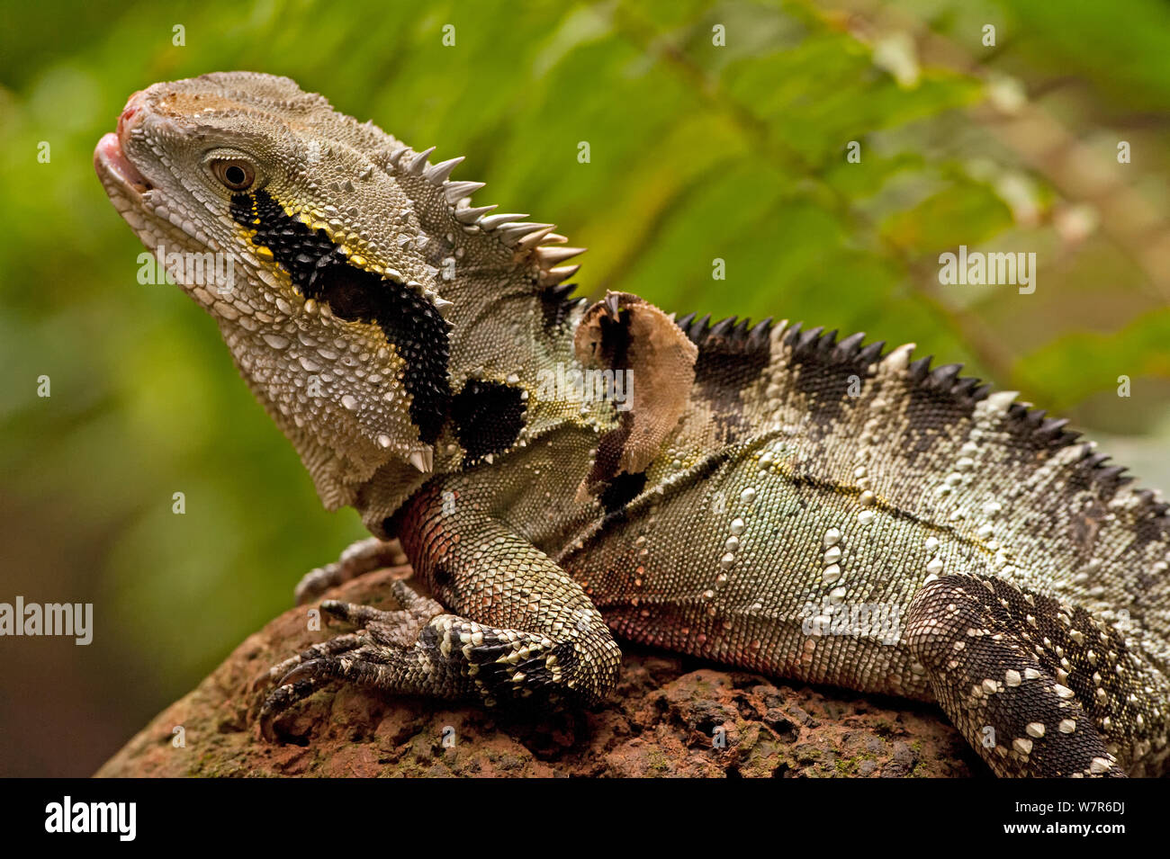 Eastern Water Dragon (Physignathus lesueurii lesueurii) sunning itself, Port Douglas, North Queensland, Australia Stock Photo