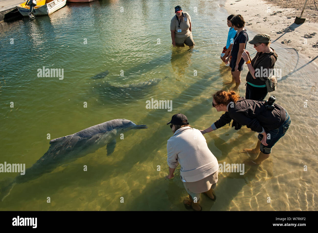 Tourists feeding Indo-Pacific Humback Dolphins (Sousa chinensis) Tin Can Bay, Great Sandy Strait, Queensland, Australia, October 2009 Stock Photo