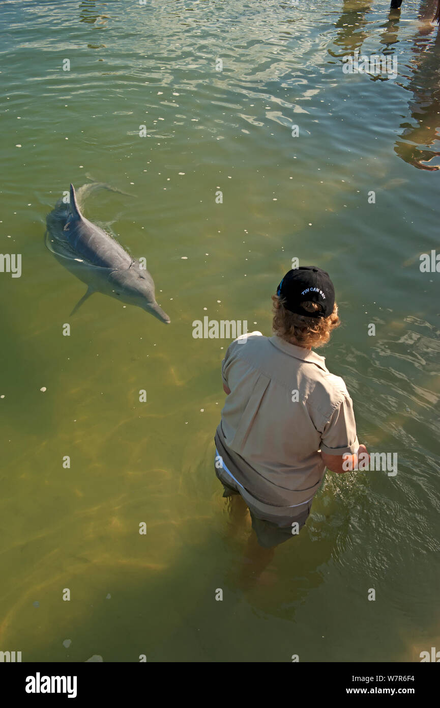 Tourist feeding Indo-Pacific Humback Dolphins (Sousa chinensis) Tin Can Bay, Great Sandy Strait, Queensland, Australia, October 2009 Stock Photo