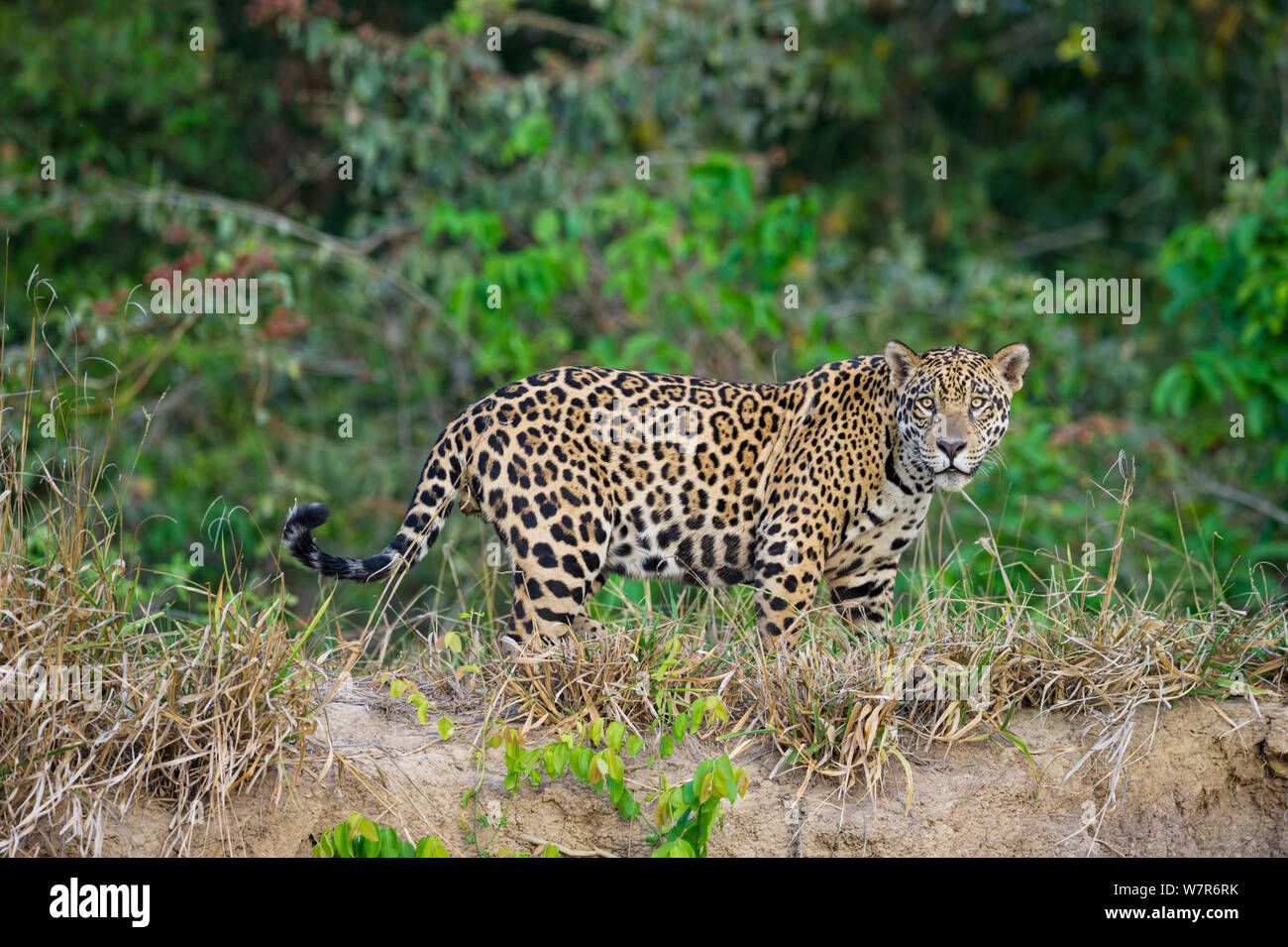 Wild male Jaguar (Panthera onca palustris) walking along the bank of the Cuiaba River in late afternoon sun light. Northern Pantanal, Brazil. Stock Photo