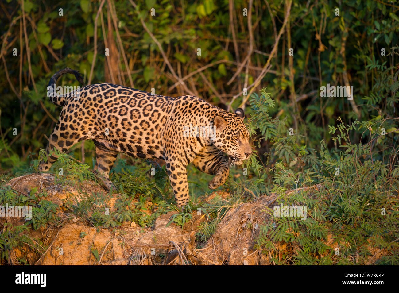 Wild male Jaguar (Panthera onca palustris) stalking along the bank of the Cuiaba River in late afternoon sun light. Northern Pantanal, Brazil. Stock Photo