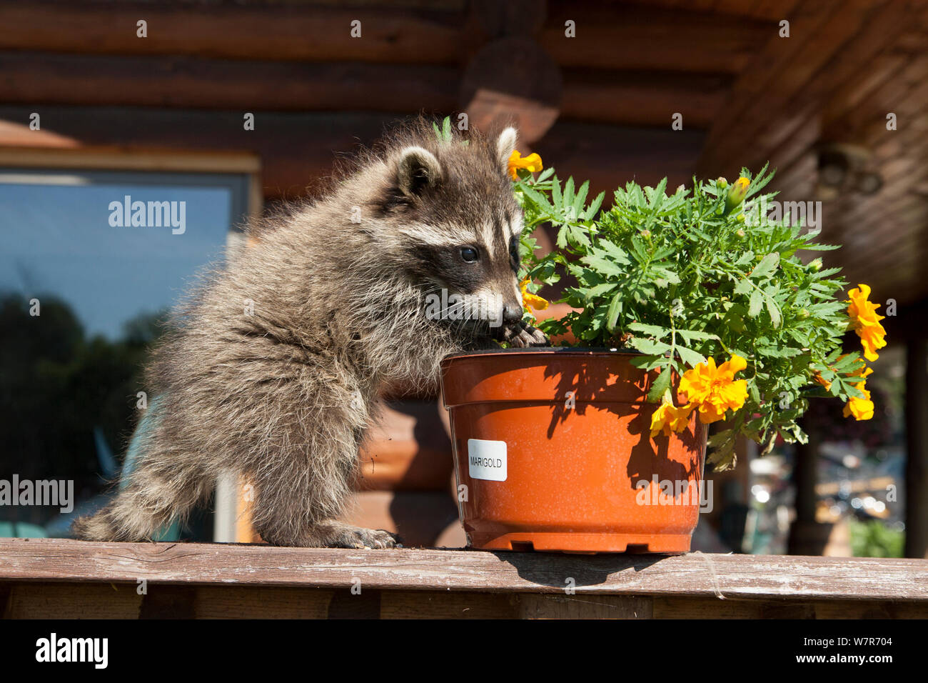 Log planter hires stock photography and images Alamy