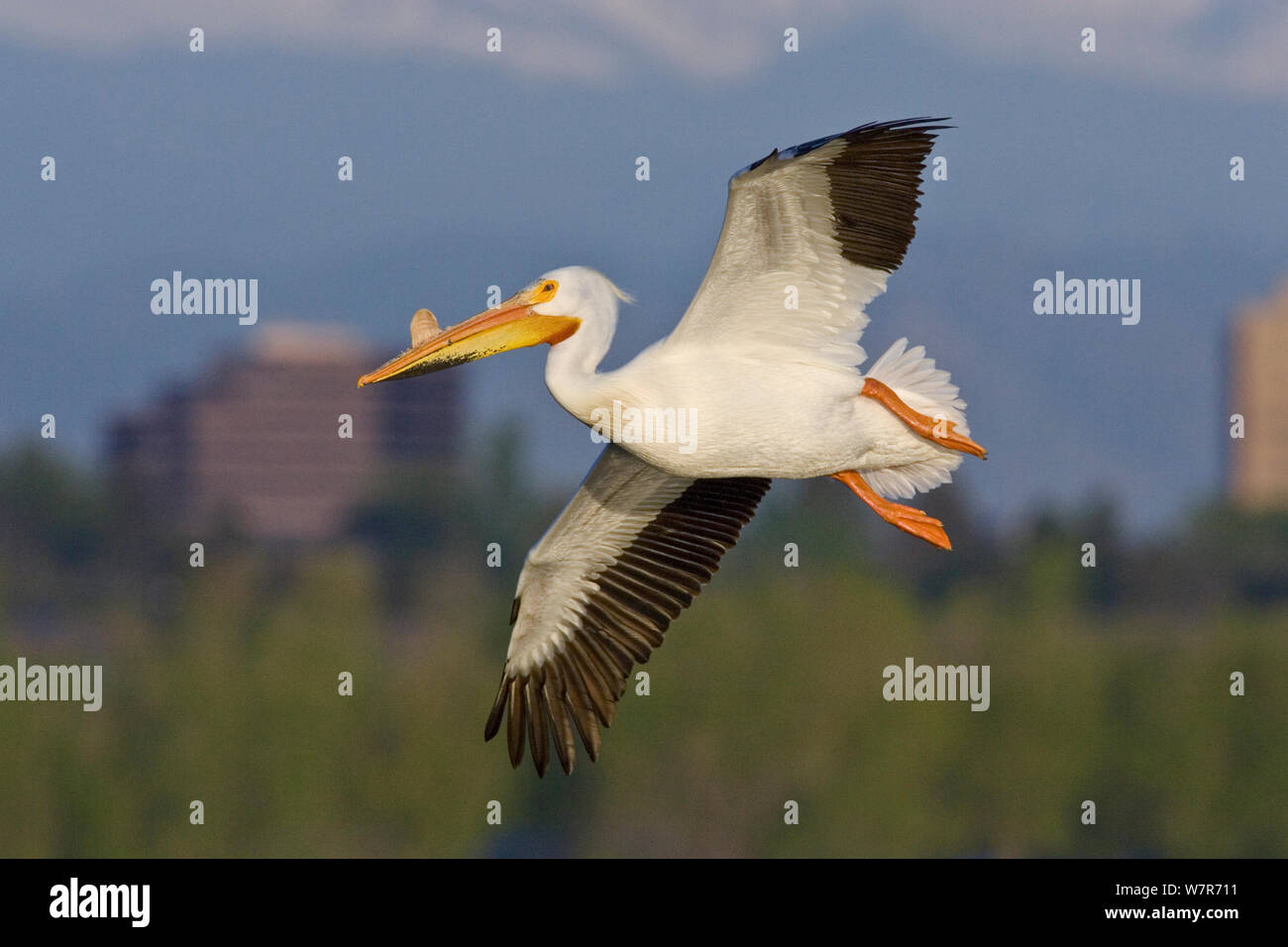 American white pelican breeding condition hi-res stock photography and