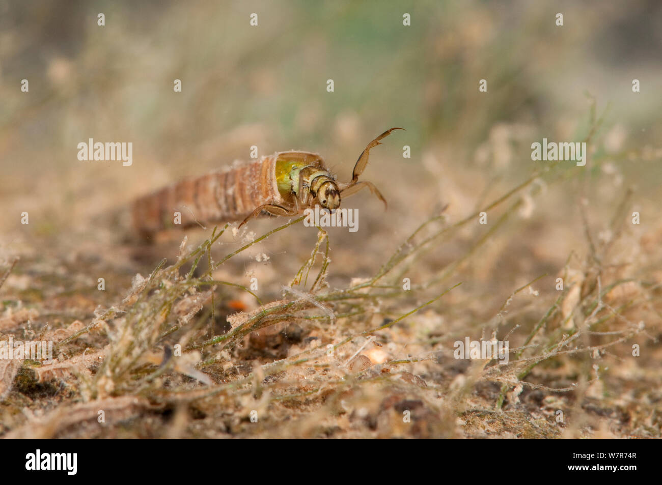 Caddisfly larva (Brachycentrus subnubilus) collecting organic debris