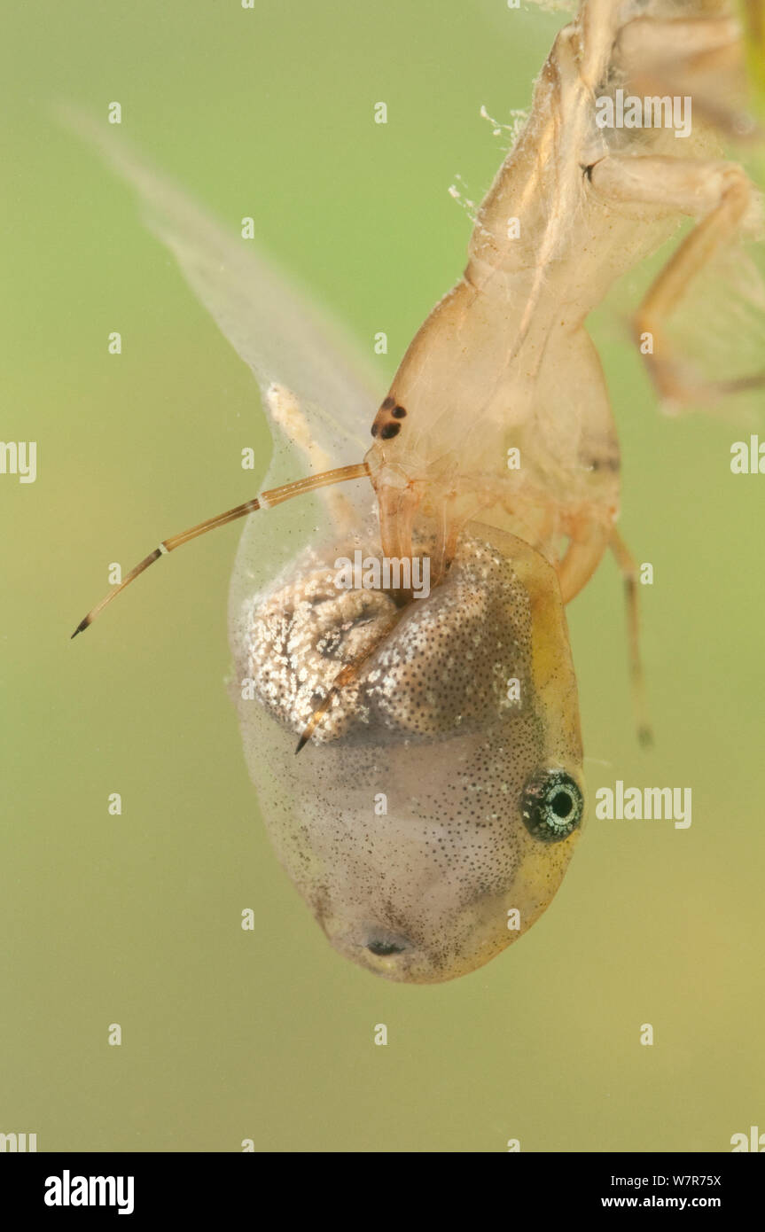 Larva great diving beetle eating hires stock photography and images