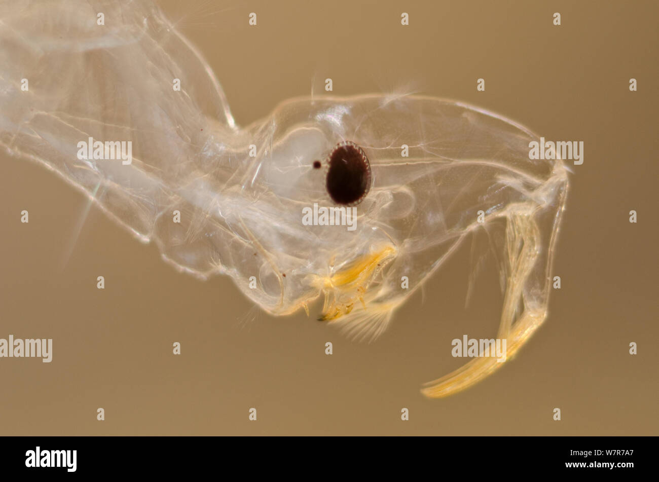 Phantom midge larva (Chaoborus flavicans) head detail, Europe, October, controlled conditions Stock Photo