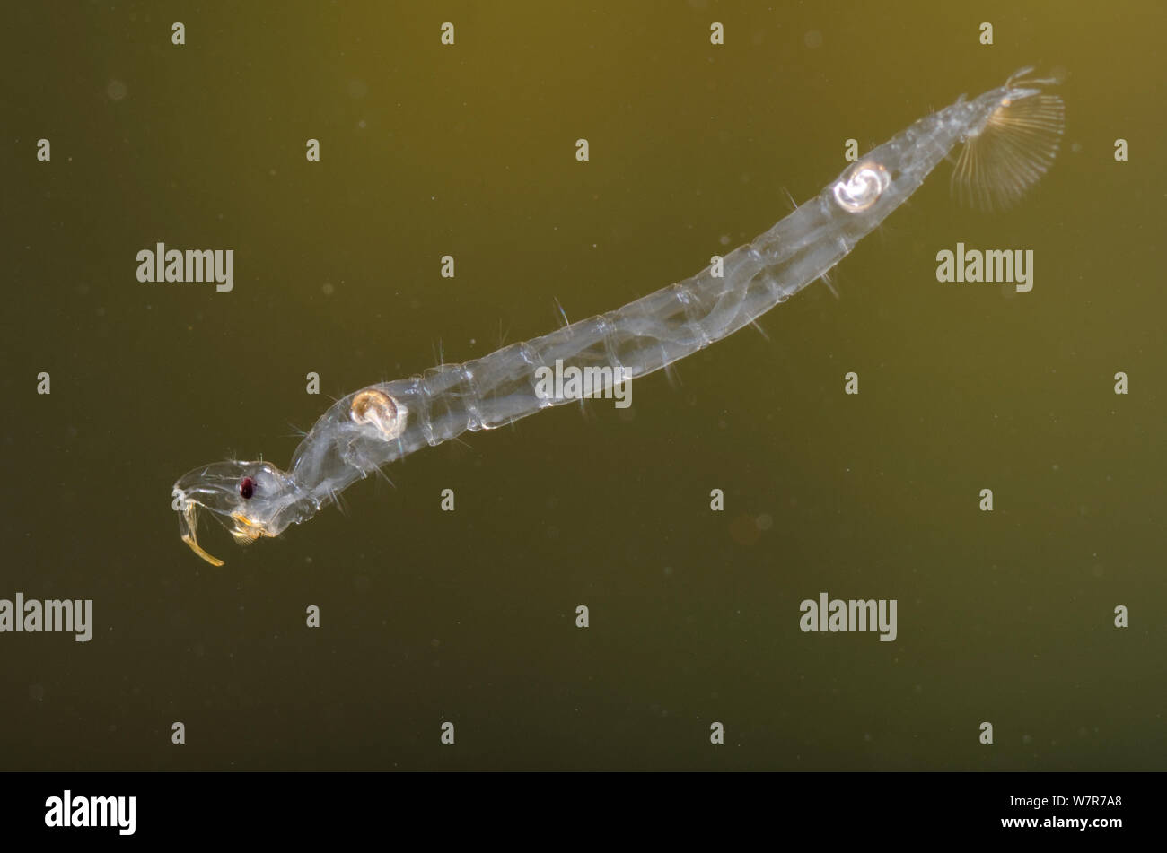 Phantom midge larva (Chaoborus flavicans) Europe, October, controlled conditions Stock Photo