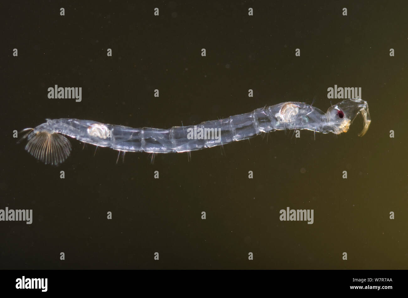 Phantom midge larva (Chaoborus flavicans) Europe, October, controlled conditions Stock Photo