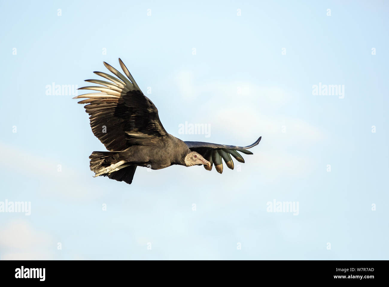 Black Vulture (Coragyps atratus) captive Stock Photo