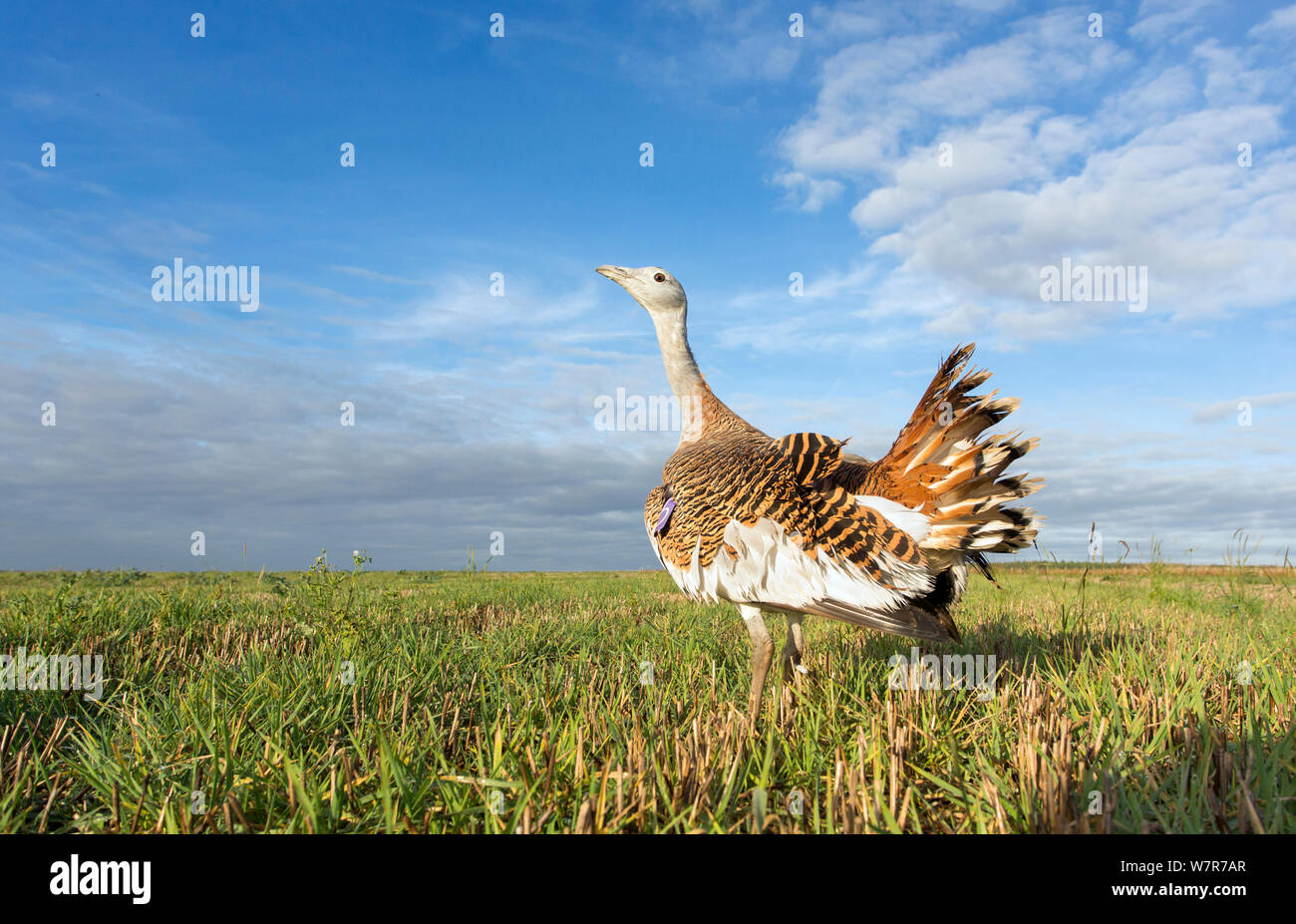Great Bustard (Otis tarda) Salisbury Plain, part of a reintroduction project with birds imported under DEFRA licence from Russia. Salisbury Plain, Wiltshire, England, October 2012 Stock Photo