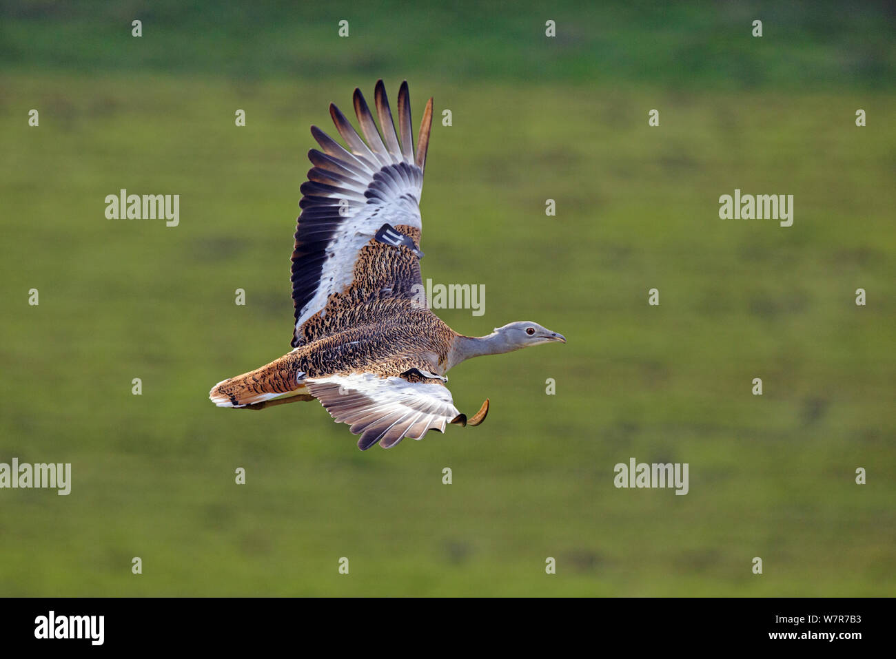Great Bustard (Otis tarda) in flight, Salisbury Plain, part of a reintroduction project with birds imported under DEFRA licence from Russia. Salisbury Plain, Wiltshire, England, October 2012 Stock Photo