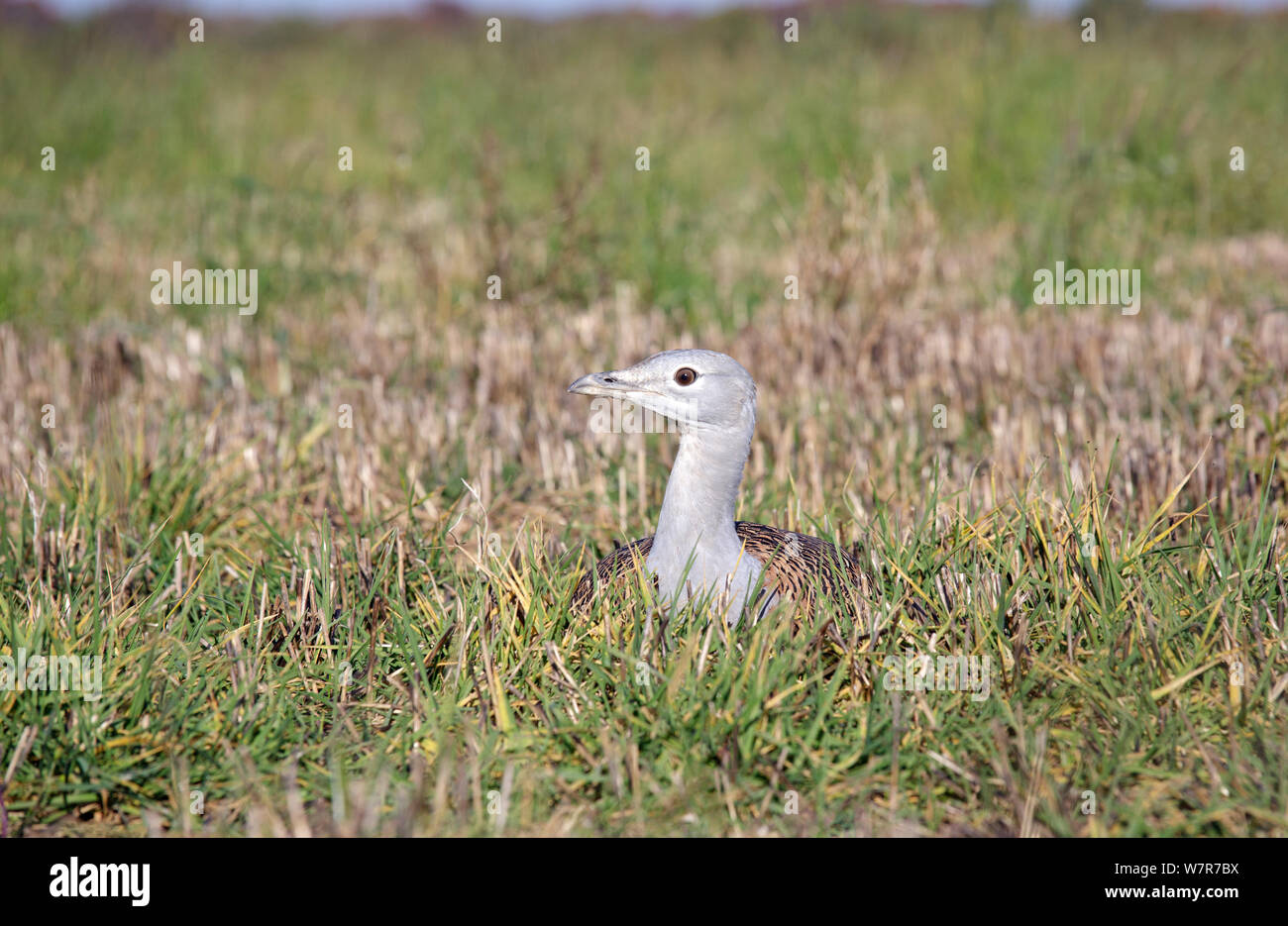 Great Bustard (Otis tarda) Salisbury Plain, part of a reintroduction project with birds imported under DEFRA licence from Russia. Salisbury Plain, Wiltshire, England, November Stock Photo