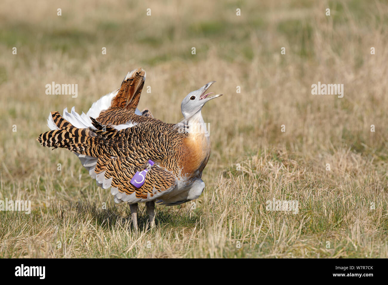 Great Bustard (Otis tarda) adult male in breeding plumage calling, on Salisbury Plain, part of a reintroduction project with birds imported under DEFRA licence from Russia. Salisbury Plain, Wiltshire, England. Stock Photo