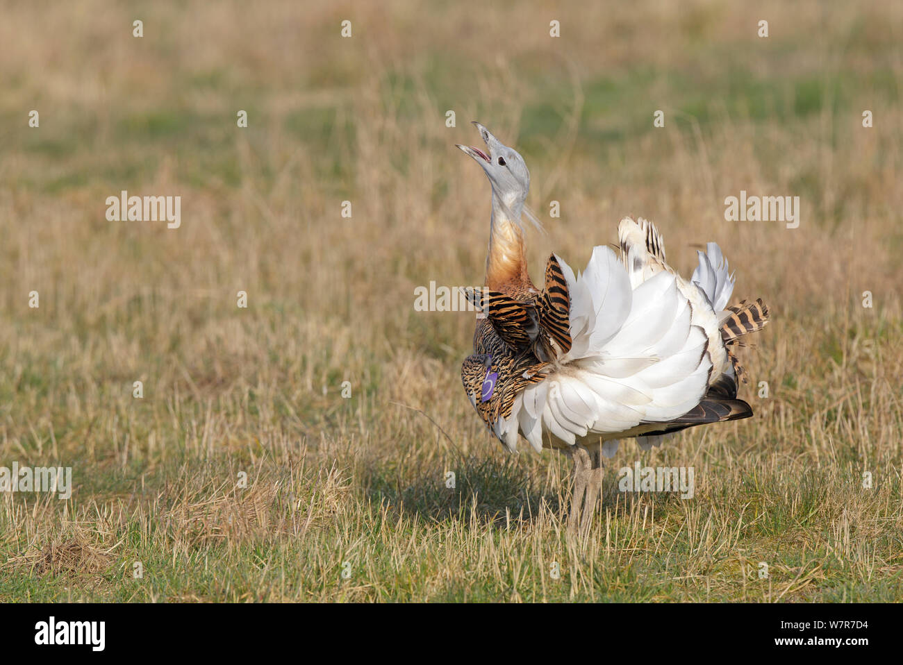 Great Bustard (Otis tarda) adult male in breeding plumage displaying on Salisbury Plain, part of a reintroduction project with birds imported under DEFRA licence from Russia. Salisbury Plain, Wiltshire, England, March. Stock Photo