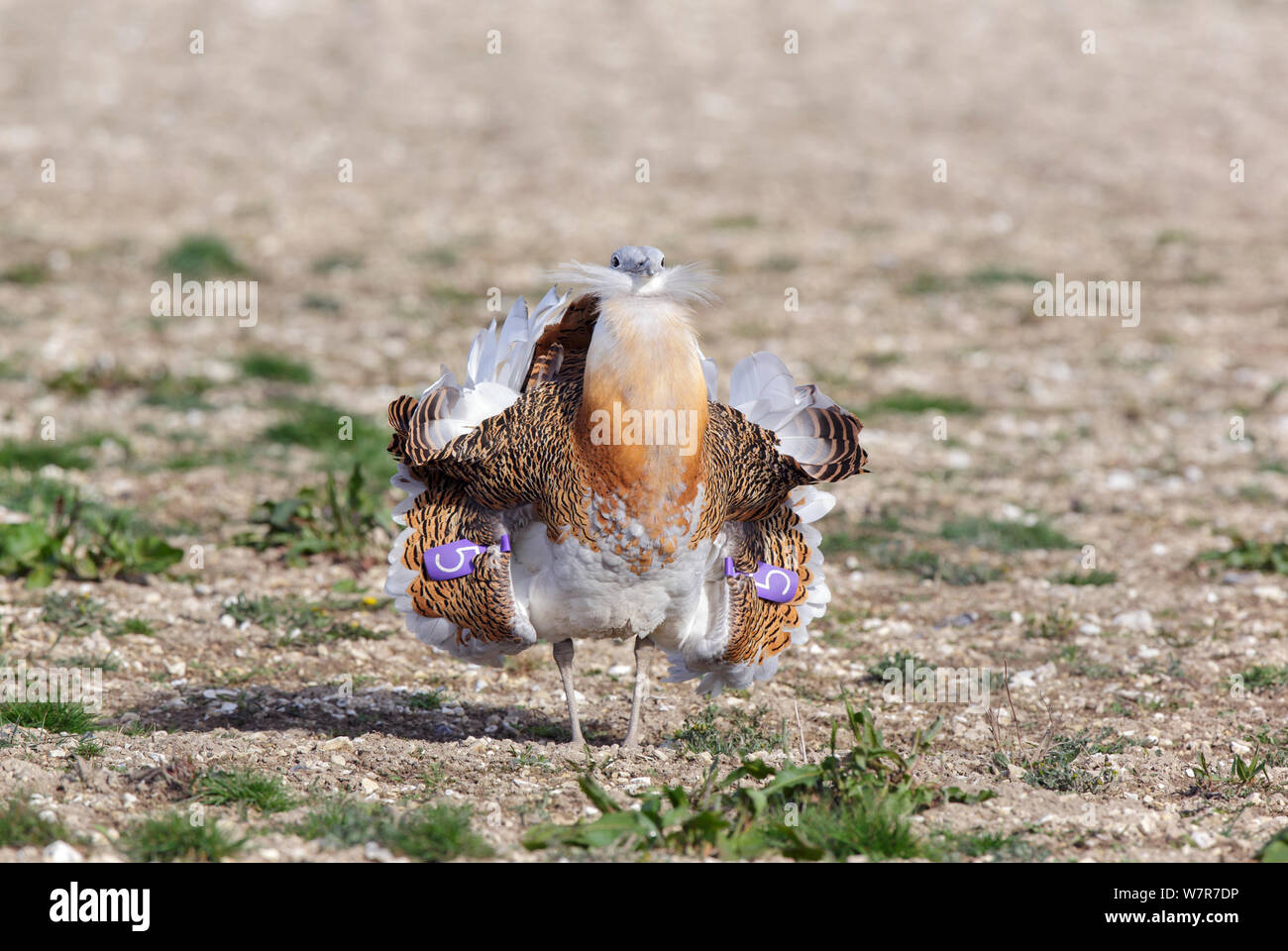 Great Bustard (Otis tarda) adult male breeding plumage in full spring display, on Salisbury Plain, part of a reintroduction project with birds imported under DEFRA licence from Russia. Salisbury Plain, Wiltshire, England, March. Stock Photo
