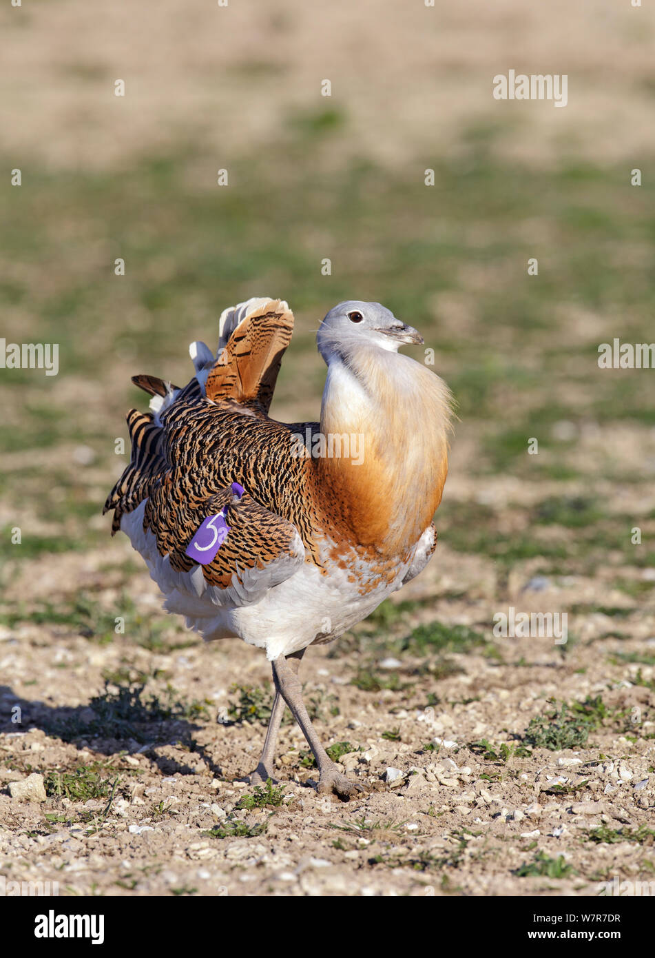 Great Bustard (Otis tarda) adult male in breeding plumage on Salisbury Plain, part of a reintroduction project with birds imported under DEFRA licence from Russia. Salisbury Plain, Wiltshire, England, March. Stock Photo