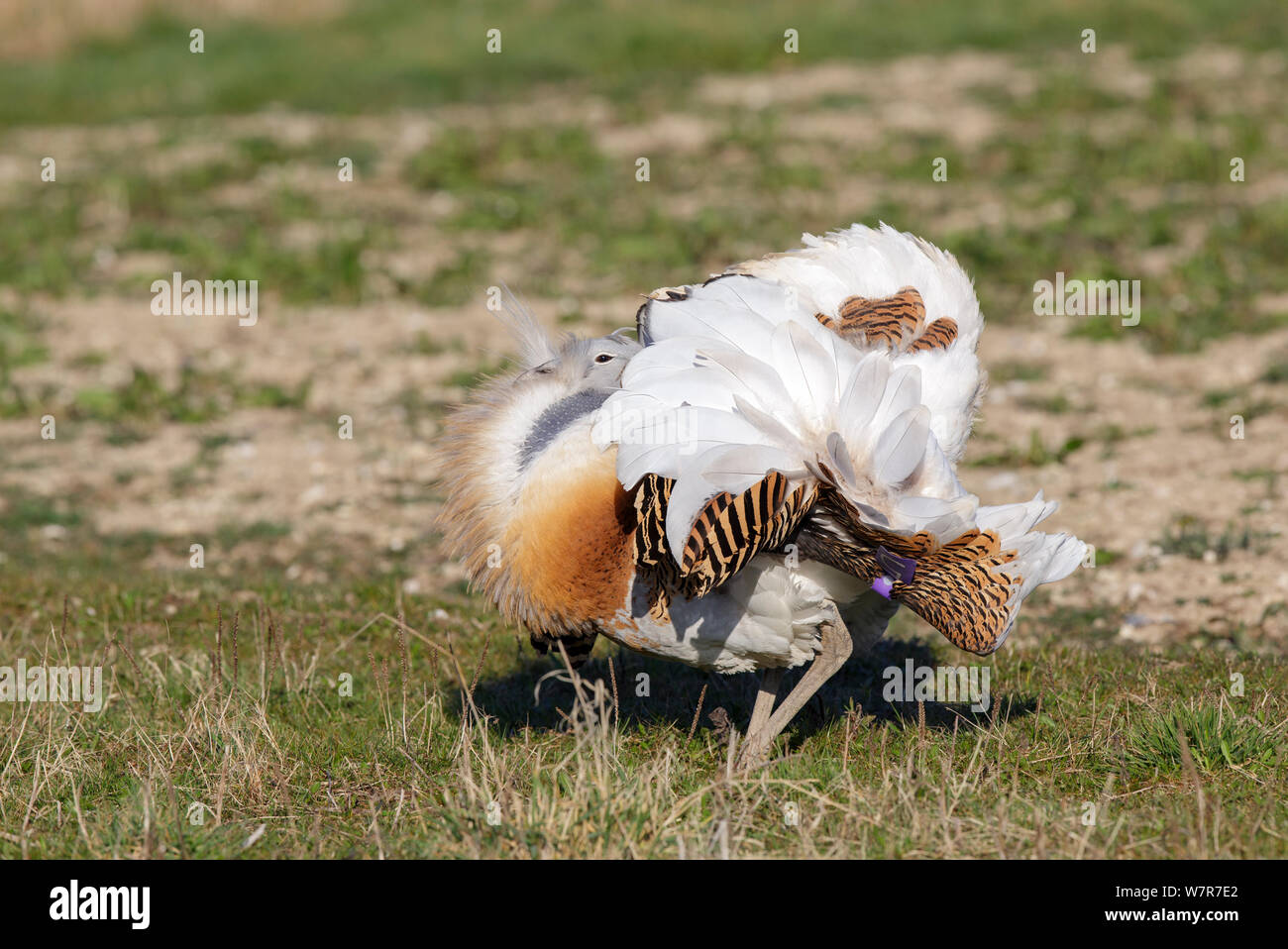 Great Bustard (Otis tarda) adult male breeding plumage in full spring display on Salisbury Plain, part of a reintroduction project with birds imported under DEFRA licence from Russia. Salisbury Plain, Wiltshire, England, March Stock Photo