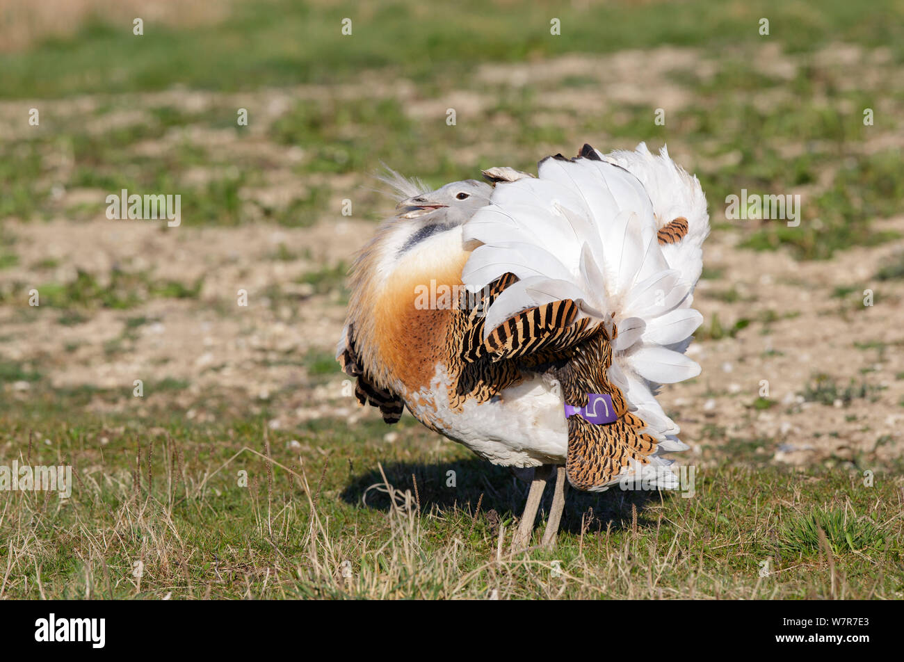 Great Bustard (Otis tarda) adult male breeding plumage in full spring display on Salisbury Plain, part of a reintroduction project with birds imported under DEFRA licence from Russia. Salisbury Plain, Wiltshire, England, March Stock Photo