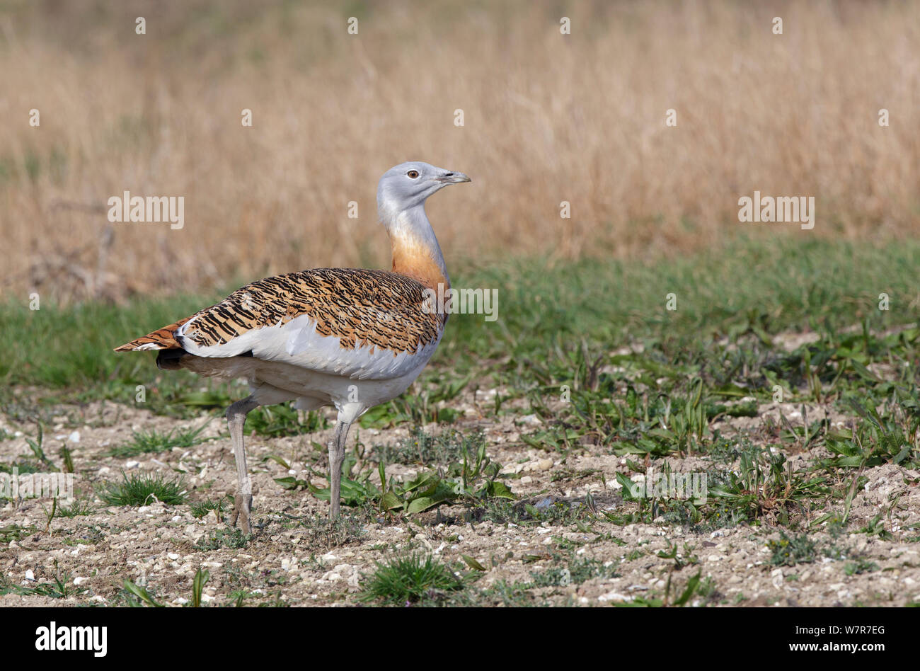 Great Bustard (Otis tarda) adult male in breeding plumage on Salisbury Plain, part of a reintroduction project with birds imported under DEFRA licence from Russia. Salisbury Plain, Wiltshire, England. Wing tags digitally removed. Stock Photo