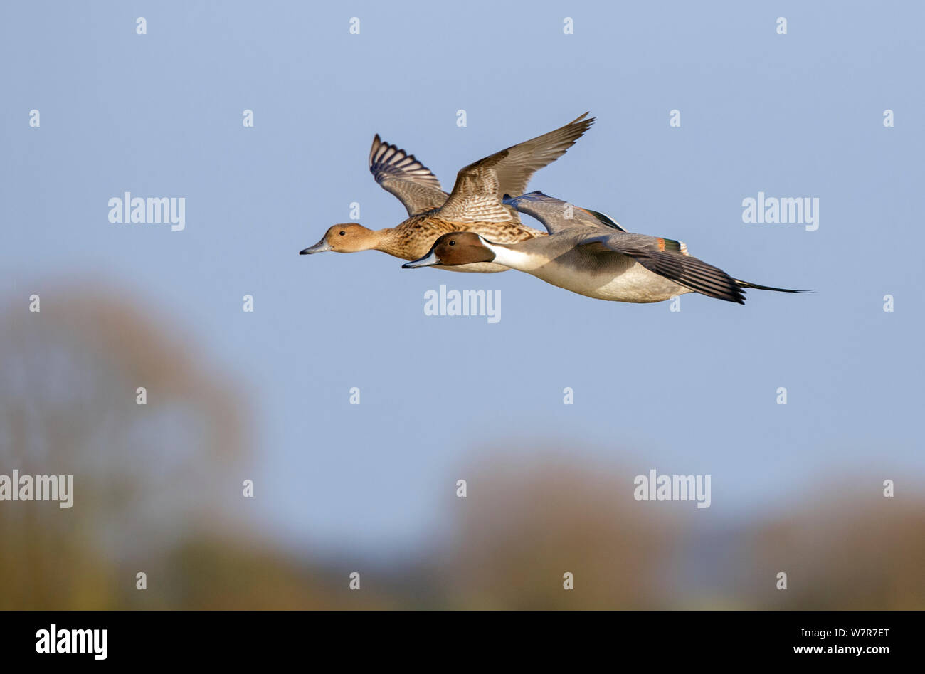 Northern Pintail (Anas acuta) male and female in flight, Gloucestershire, England Stock Photo