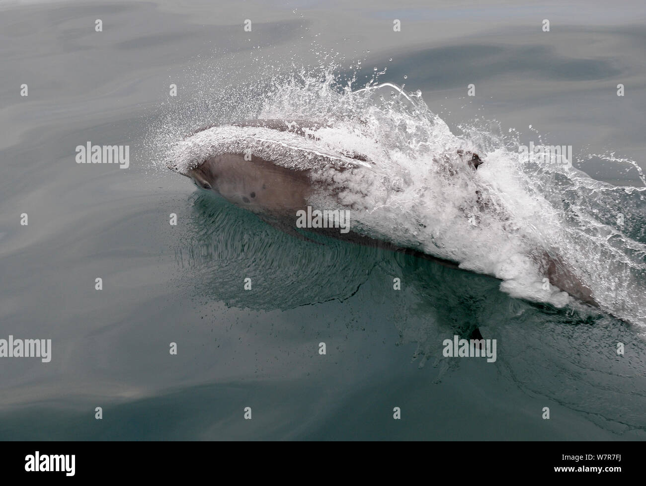 Bottlenose Dolphin (Tursiops truncatus) splashing water as it surfaces, Cardigan Bay, Wales, May Stock Photo