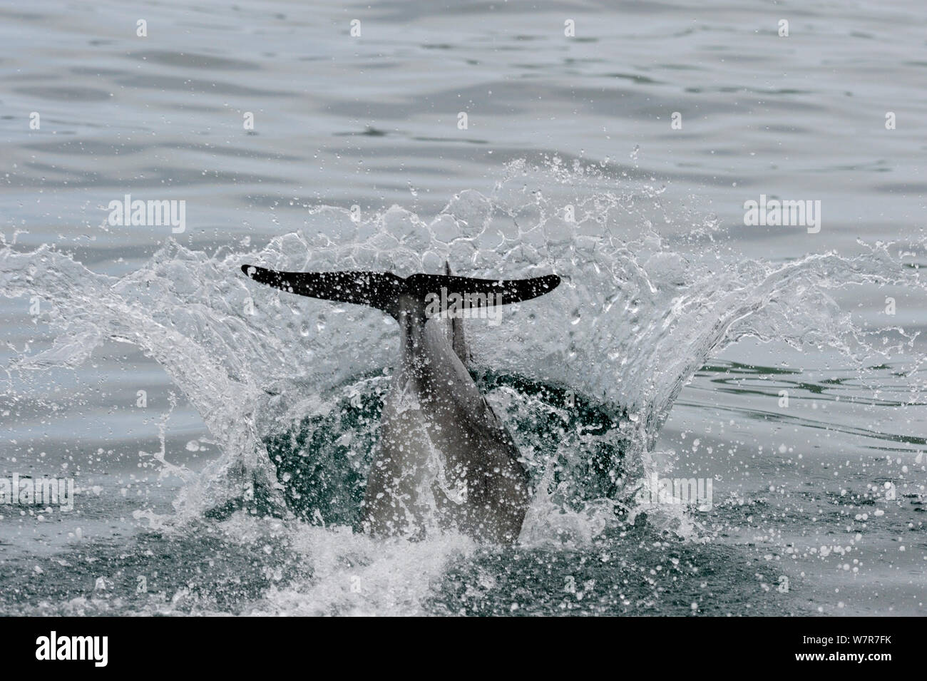 Bottlenose Dolphin (Tursiops truncatus) splashing as it dives into water, Cardigan Bay, Wales, May Stock Photo