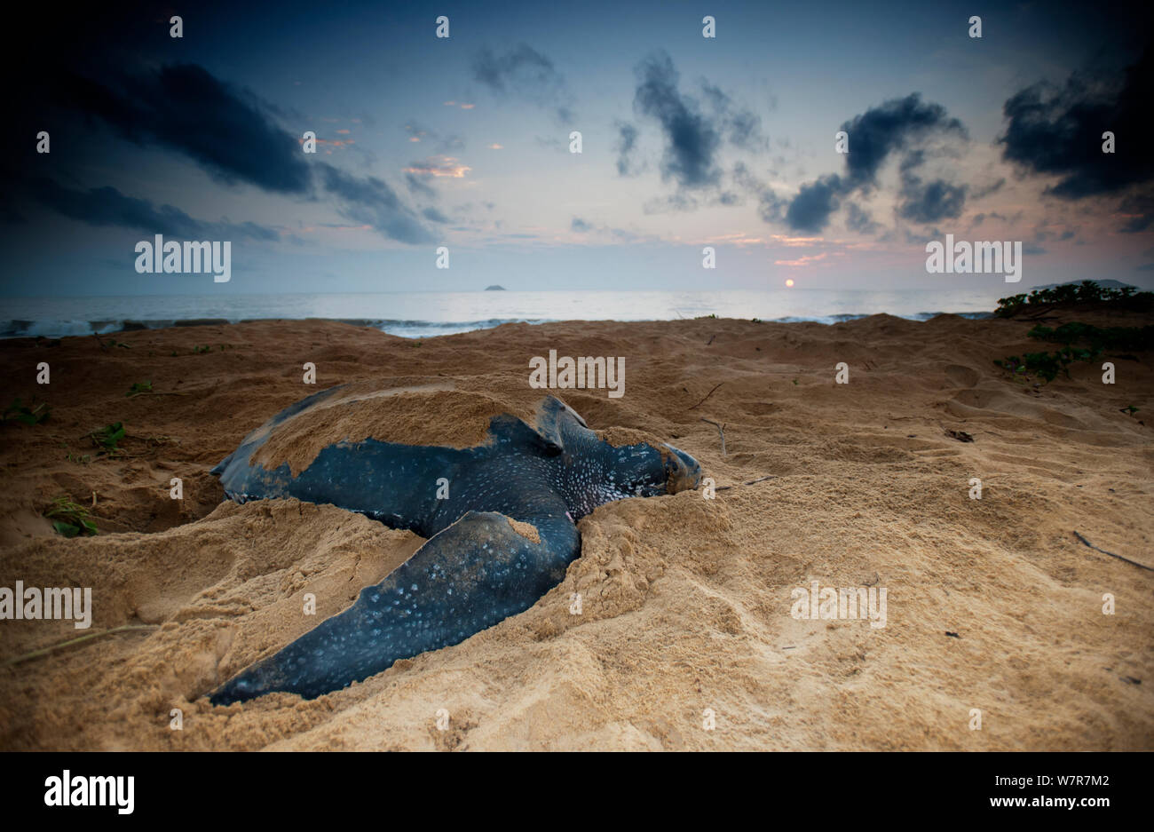 Leatherback Turtle (Dermochelys coriacea) egg laying on a beach ...